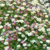 Erigeron Sea Of Blossom