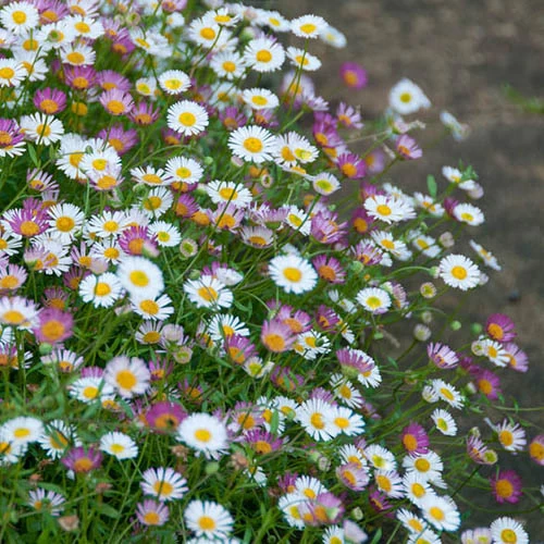 Erigeron Sea Of Blossom - Image 2