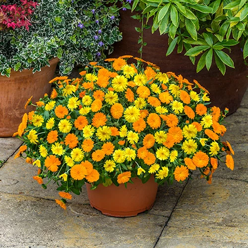 Power Daisy Collection