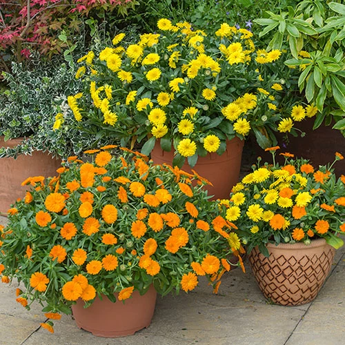 Power Daisy Collection - Image 2