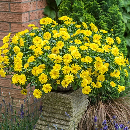 Power Daisy Collection - Image 3