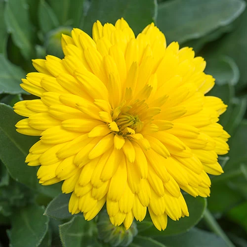 Power Daisy Collection - Image 5