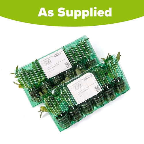 Power Daisy Collection - Image 9