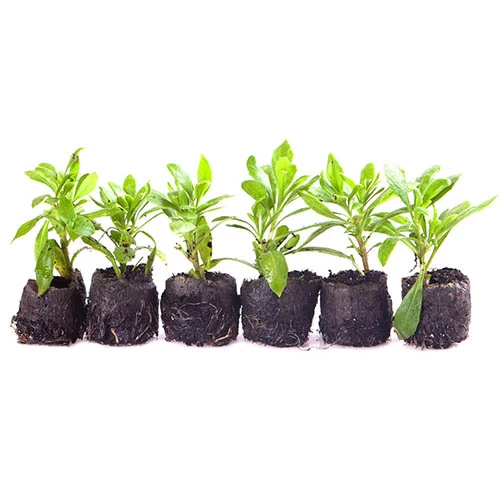 Hardy Osteospermum 'Sennen Sunrise' - Image 3