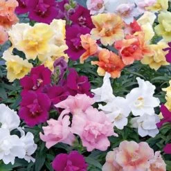 Antirrhinum 'Twinny' Mix
