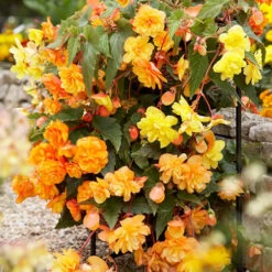 Begonia 'Apricot Shades' Mix