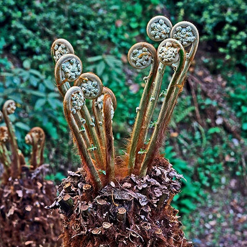 Tree Fern (Dicksonia Antarctica) 0.5ft/20cm Potter - Image 2
