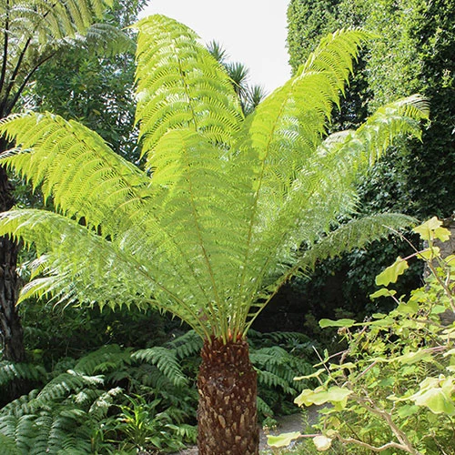 Tree Fern (Dicksonia Antarctica) 0.5ft/20cm Potter - Image 3