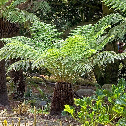 Tree Fern (Dicksonia Antarctica) 0.5ft/20cm Potter - Image 4