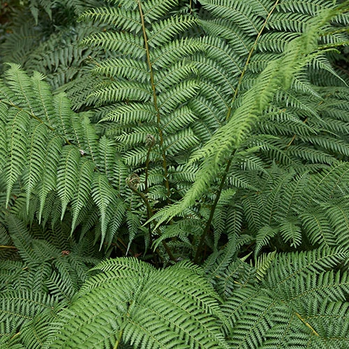 Tree Fern (Dicksonia Antarctica) 0.5ft/20cm Potter - Image 6