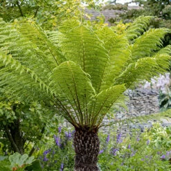 Tree Fern 'Dicksonia Antractica' Log - 1 Foot Tall