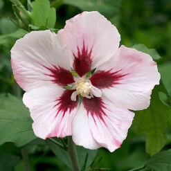 Hibiscus Syriacus 'Hamabo'
