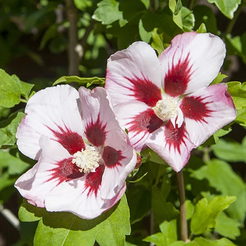 Hibiscus Syriacus 'Hamabo' - Image 4
