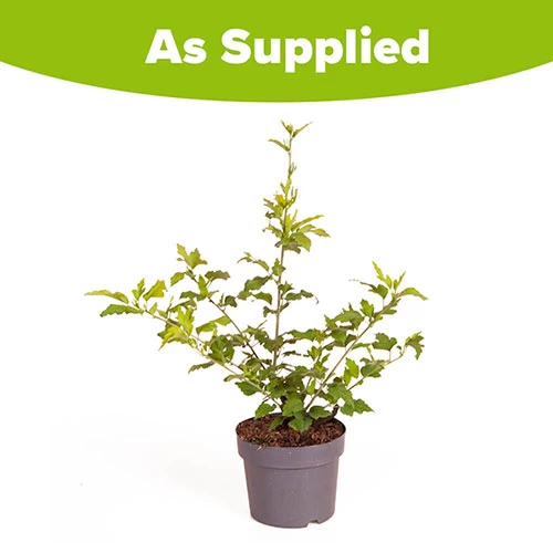 Hibiscus Syriacus 'Hamabo' - Image 5