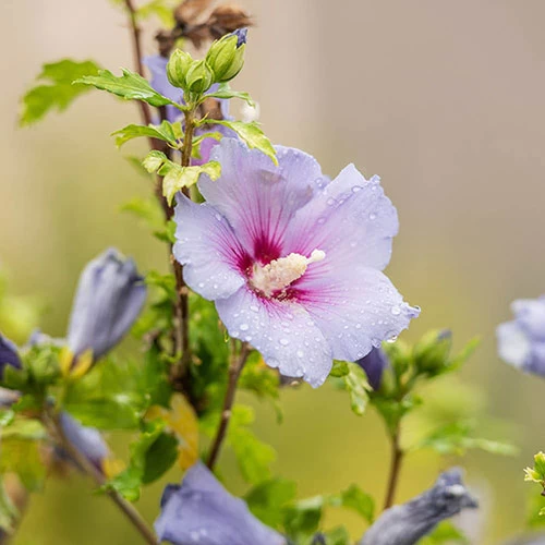 Hibiscus Syriacus 'Marina' - Image 3