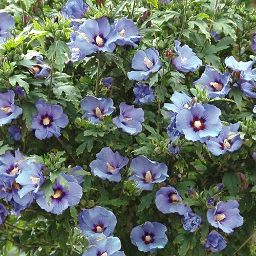 Hibiscus Syriacus 'Marina' - Image 4