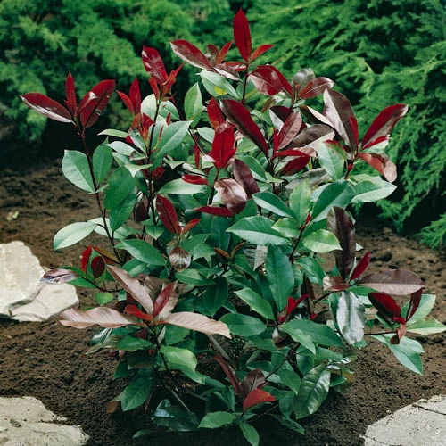 Photinia 'Little Red Robin' - Image 2