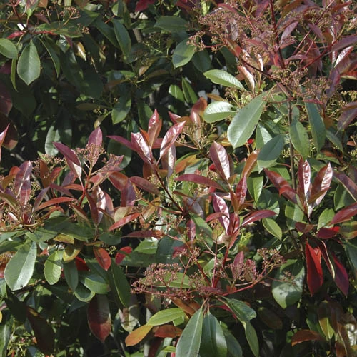 Photinia 'Little Red Robin' - Image 3