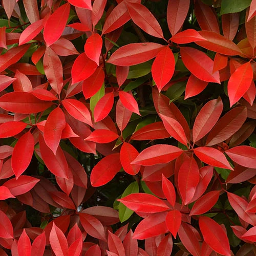Photinia 'Little Red Robin' - Image 4