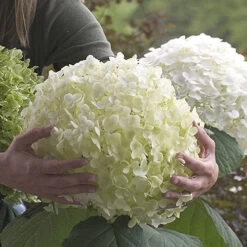 Tree Hydrangea 'Incrediball'