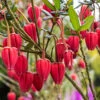 Chilean Lantern Tree (Crinodendron Hookerianum)