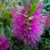 Callistemon Viminalis 'Hot Pink'