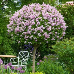 Lilac Syringa Palibin Standard