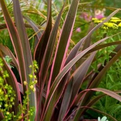 Phormium 'Sundowner Pink'