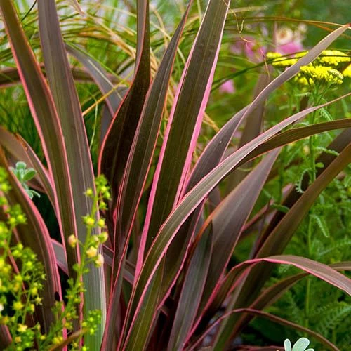 Phormium 'Sundowner Pink'
