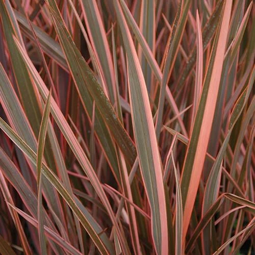Phormium 'Sundowner Pink' - Image 2