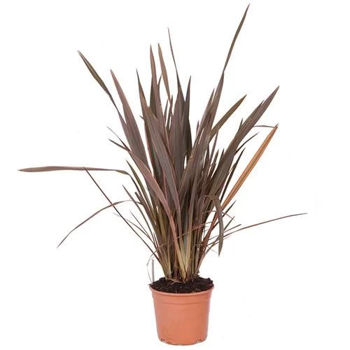 Phormium 'Sundowner Pink' - Image 3