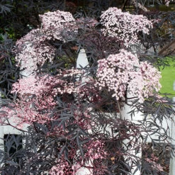 Sambucus Nigra 'Black Lace'