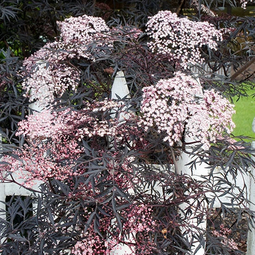 Sambucus Nigra 'Black Lace'