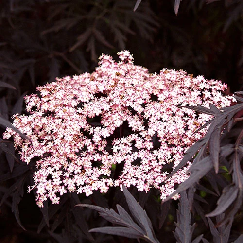 Sambucus Nigra 'Black Lace' - Image 2