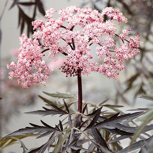 Sambucus Nigra 'Black Lace' - Image 4