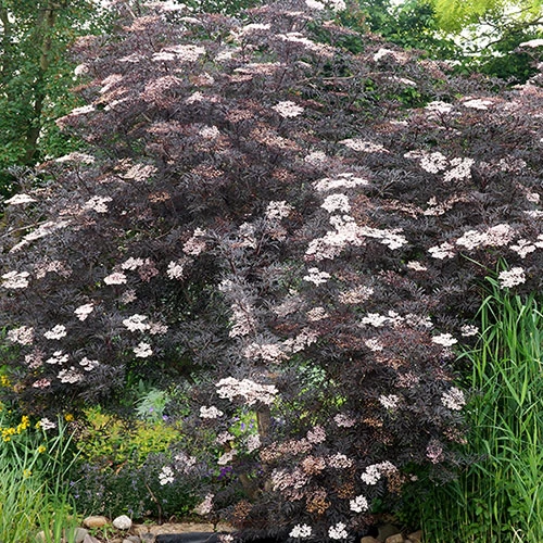 Sambucus Nigra 'Black Lace' - Image 5