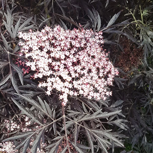 Sambucus Nigra 'Black Lace' - Image 6
