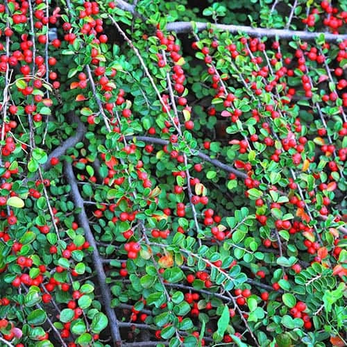 Evergreen Shrub Collection - Image 5