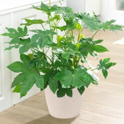 Fatsia Japonica - Castor Oil Plant