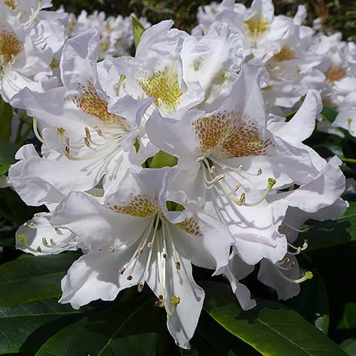 Rhododendron 'Madam Masson'