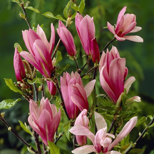 Magnolia 'Susan' Standard Shrub - Image 2