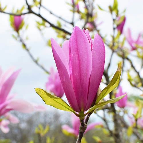 Magnolia 'Susan' Standard Shrub - Image 3