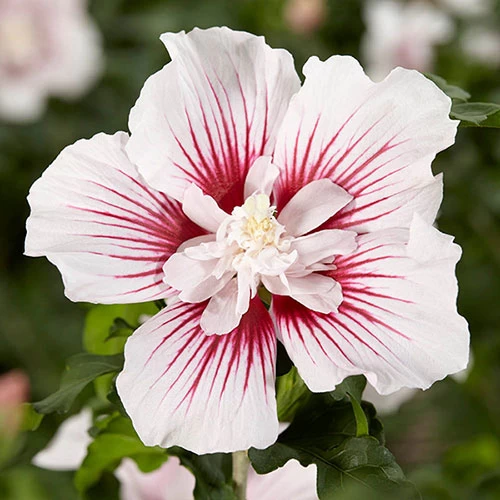 Hibiscus Syriacus Starburst Chiffon - Image 2