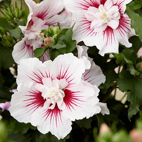 Hibiscus Syriacus Starburst Chiffon - Image 3