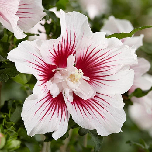 Hibiscus Syriacus Starburst Chiffon - Image 4