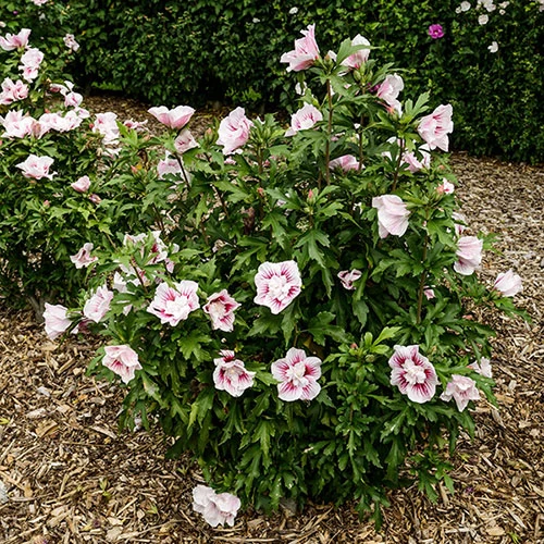 Hibiscus Syriacus Starburst Chiffon - Image 7