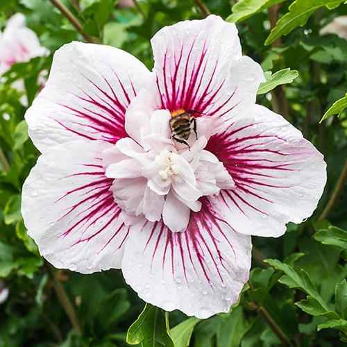 Hibiscus Syriacus Starburst Chiffon - Image 8