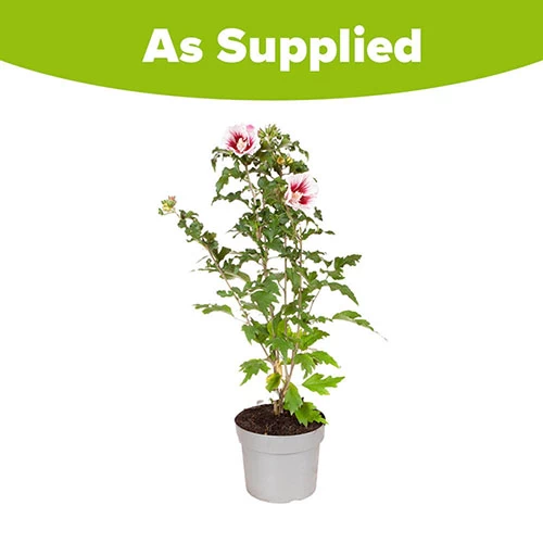 Hibiscus Syriacus Starburst Chiffon - Image 9