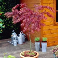 Acer Palmatum 'Inaba-shidare' Standard