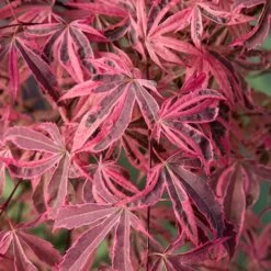 Acer Palmatum 'Shirazz'